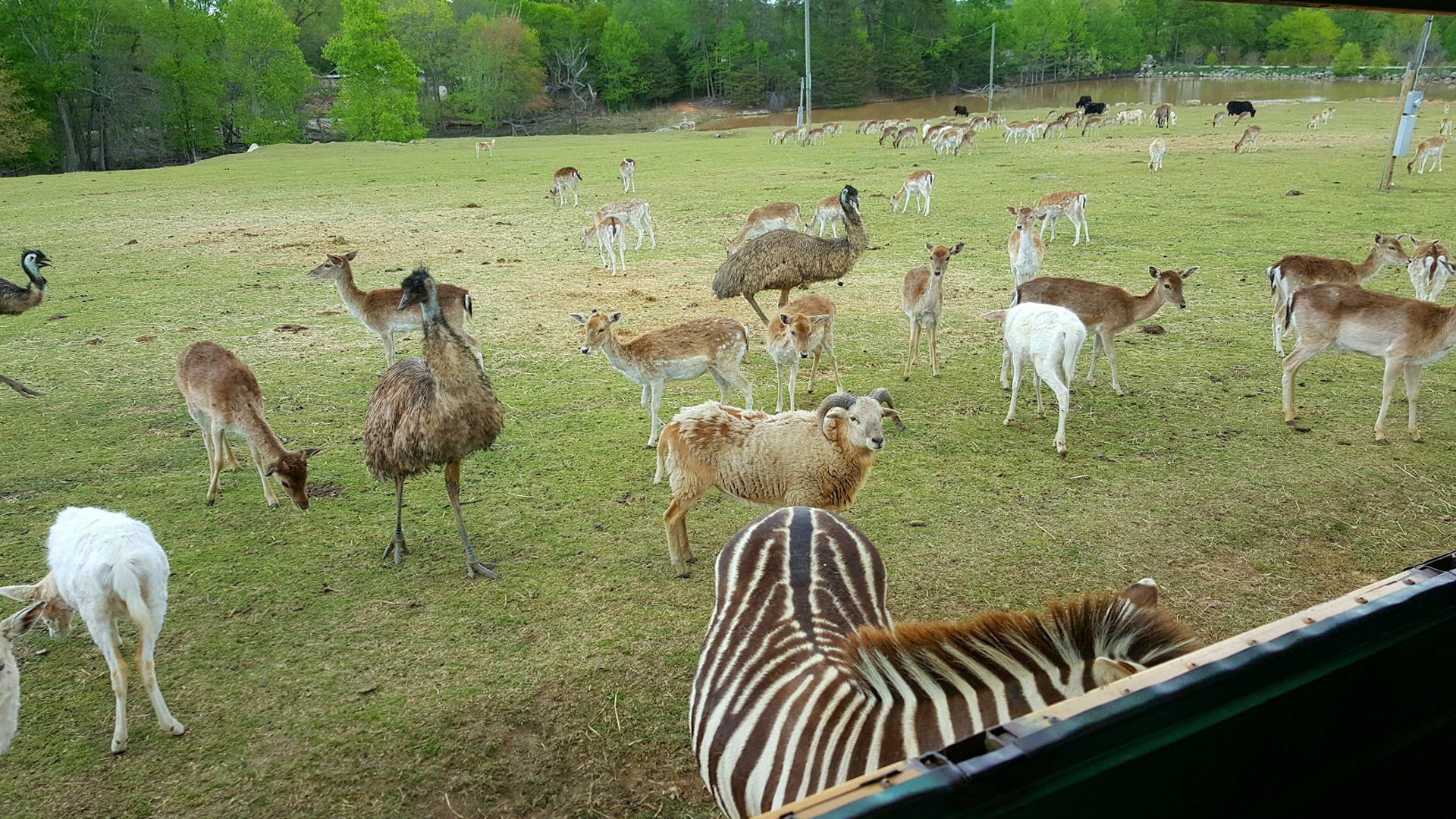 SCPRT animals at zoo